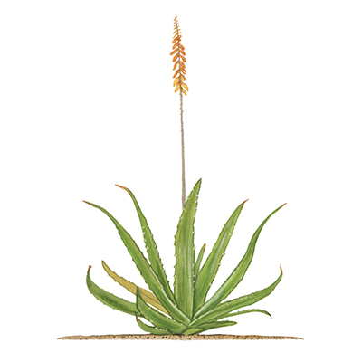 Aloe Vera Plant Image 
