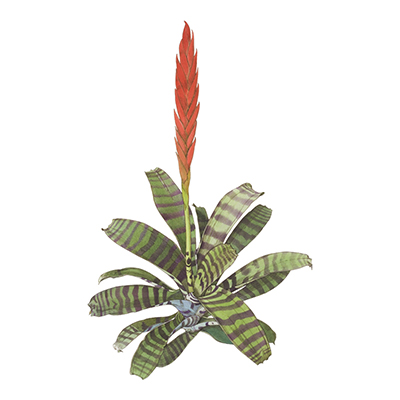Flaming Sword Plant Image