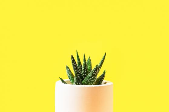 Image of a plant on yellow background for Going Green Article